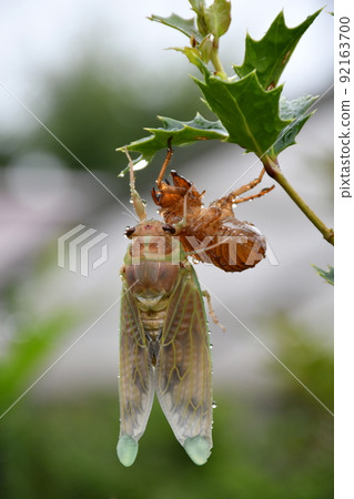 Emergence of cicadas in the rain Emergence of brown cicada Emergence of cicadas in the rain Emergence of brown cicada 92163700