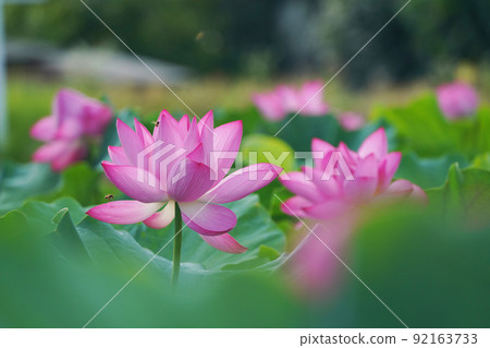Bees and lotus flowers 8746 92163733