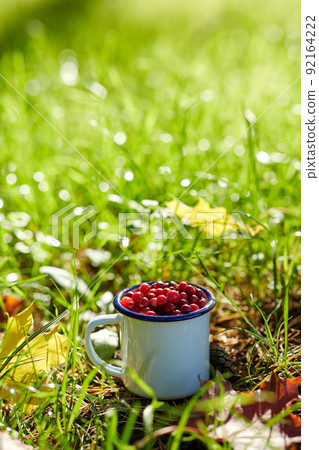ripe cranberries in camp mug on grass in autumn ripe cranberries in camp mug on grass in autumn 92164222