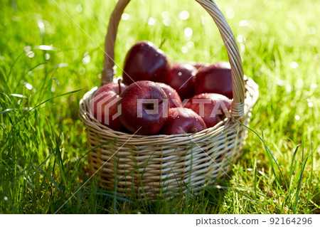 red ripe apples in wicker basket on grass red ripe apples in wicker basket on grass 92164296