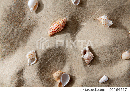 different sea shells on beach sand different sea shells on beach sand 92164517
