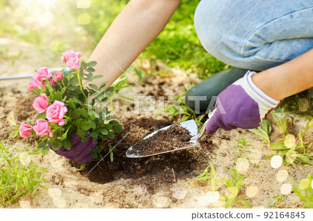 woman planting rose flowers at summer garden woman planting rose flowers at summer garden 92164845