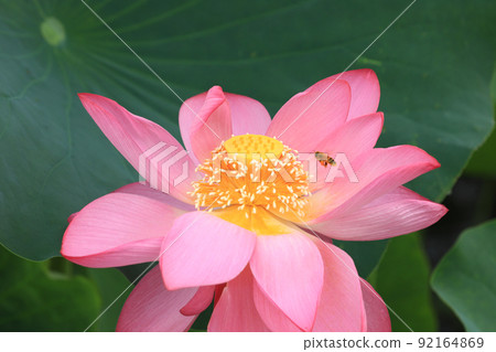 Bees and lotus 7393 92164869