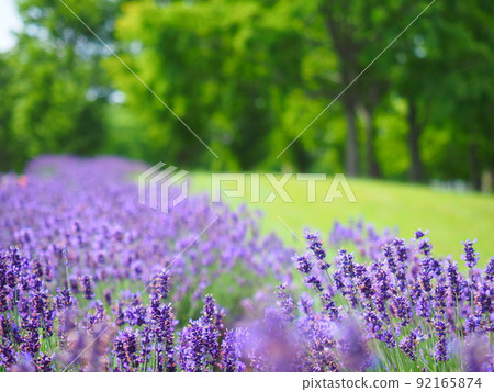 Summer scenery of Hokkaido Sapporo Satorando lavender field Summer scenery of Hokkaido Sapporo Satorando lavender field 92165874