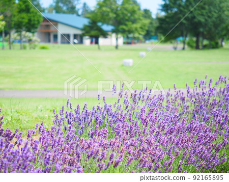 Summer scenery of Hokkaido Sapporo Satorando lavender field 92165895