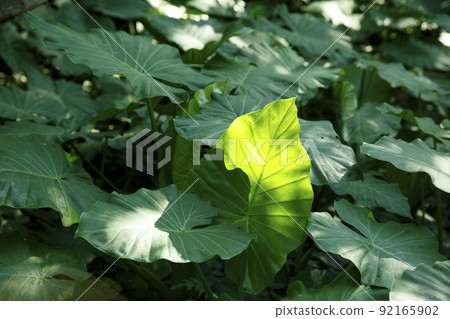 Alocasia leaf Amami Oshima Alocasia leaf Amami Oshima 92165902