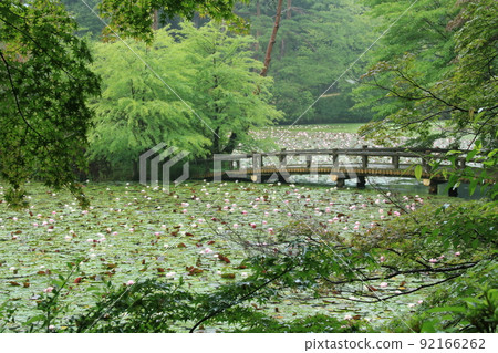 Kobe Forest Botanical Garden: Water lilies at Hase Pond 92166262