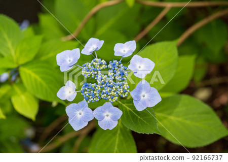 繡球花(札幌豐平公園)_9955 繡球花(札幌豐平公園)_9955 92166737