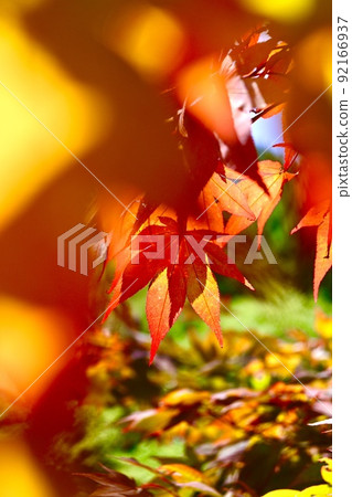 秋葉在紅色的秋天閃耀 92166937