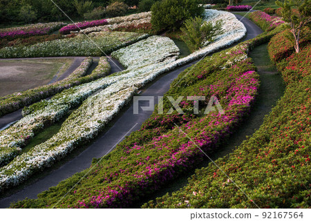 Daijoji Kyuryo Park where azaleas are in full bloom Daijoji Kyuryo Park where azaleas are in full bloom 92167564