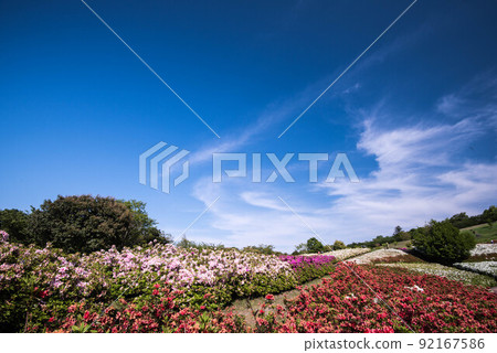 Daijoji Kyuryo Park where azaleas are in full bloom Daijoji Kyuryo Park where azaleas are in full bloom 92167586