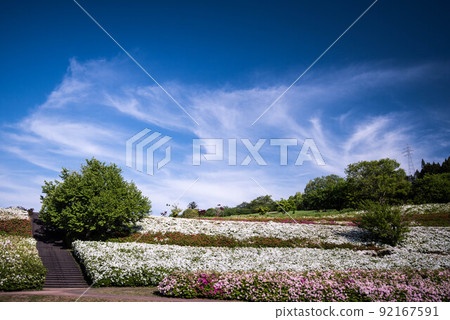 Daijoji Kyuryo Park where azaleas are in full bloom Daijoji Kyuryo Park where azaleas are in full bloom 92167591