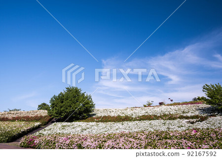 Daijoji Kyuryo Park where azaleas are in full bloom Daijoji Kyuryo Park where azaleas are in full bloom 92167592