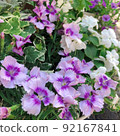 撫子花 92167841