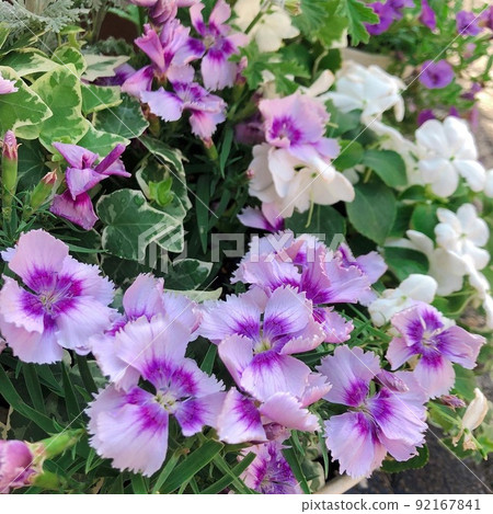 Nadeshiko flower 92167841