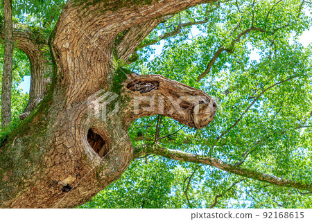福岡縣海美町夏海八幡宮 福岡縣海美町夏海八幡宮 92168615