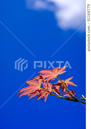 White clouds and red autumn leaves floating in the clear blue sky in autumn 92168779