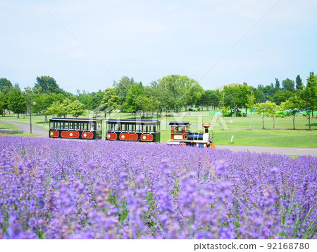 Superb view of Hokkaido Lavender field and sightseeing SL bus Superb view of Hokkaido Lavender field and sightseeing SL bus 92168780