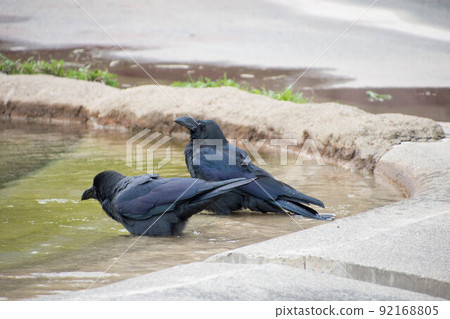 Crow bathing Crow bathing 92168805