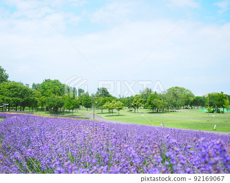 北海道薰衣草田和觀光SL巴士的絕佳景色 92169067