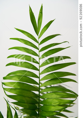 Close up of leaf of green house plant hamedorea. 92169086
