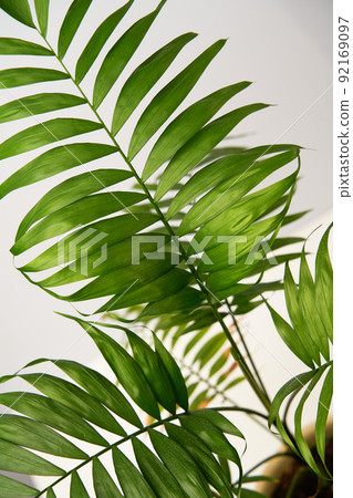 Close up of leaf of green house plant hamedorea. Close up of leaf of green house plant hamedorea. 92169097