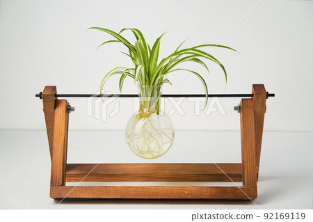 Home gardening - chlorophytum sprouts in glass jar with water. Home gardening - chlorophytum sprouts in glass jar with water. 92169119