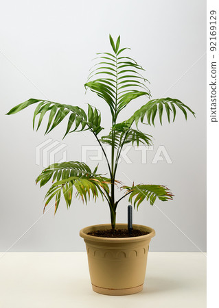 Green house plant hamedorea in a pot. Green house plant hamedorea in a pot. 92169129