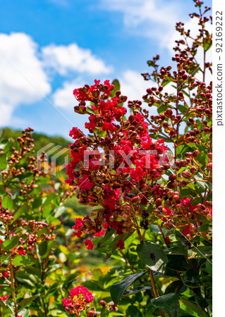 Crape myrtle flowers and fruits 92169222
