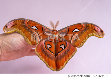 Luxurious night butterfly on a person's hand. The biggest butterfly in the world. Attacus atlas 92169508