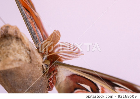 Luxurious large butterfly got out of the cocoon and dries its wings. Attacus atlas 92169509