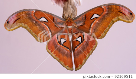 Luxurious large butterfly got out of the cocoon and dries its wings. Attacus atlas Luxurious large butterfly got out of the cocoon and dries its wings. Attacus atlas 92169511