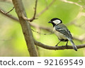 Tit and fresh green 92169549
