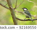 Tit and fresh green 92169550
