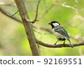 Tit and fresh green 92169551