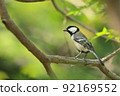 Tit and fresh green 92169552
