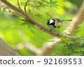 Tit and fresh green 92169553