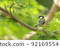 Tit and fresh green 92169554