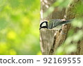Tit and fresh green 92169555