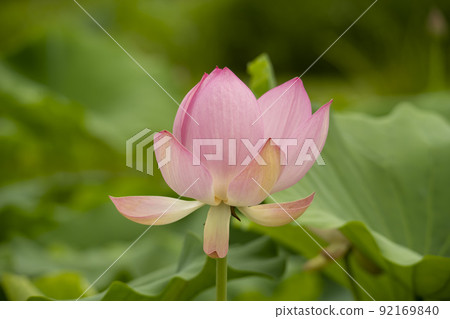 蓮花 蓮花 92169840