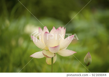 蓮花 92169844