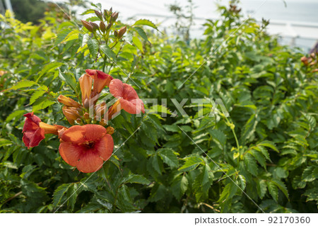 Laxification Laxification 92170360