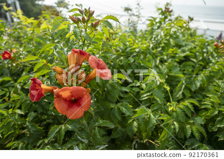 Laxification 92170361