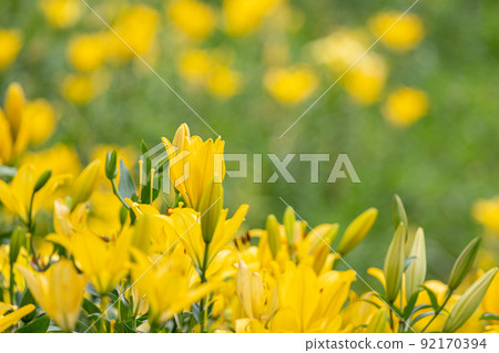 Yellow lily flowers Yellow lily flowers 92170394