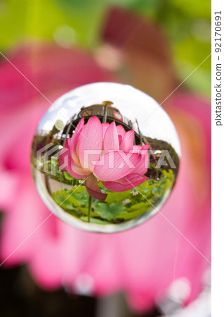 Pink lotus flower blooming in marbles Pink lotus flower blooming in marbles 92170691