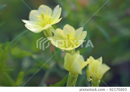 用微弱的暮光繪製的月見草 92170803