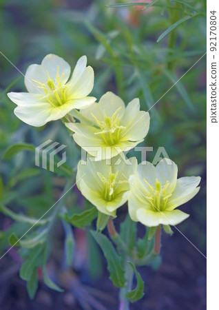 用微弱的暮光繪製的四輪月見草 92170804