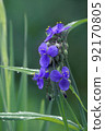 Tradescantia after the rain is moist and beautiful 92170805