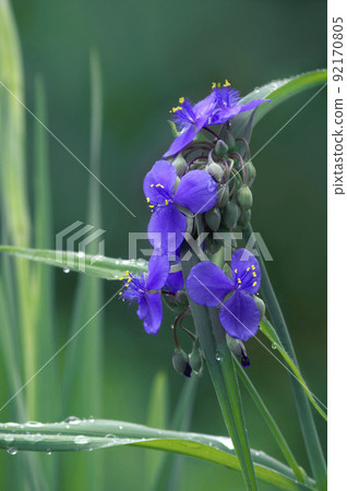 Tradescantia after the rain is moist and beautiful 92170805