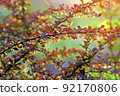 Barberry florets that shine in the setting sun 92170806